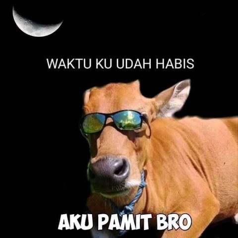 Meme Hewan Kurban Terlucu