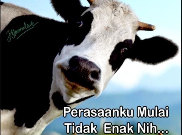 Meme Sapi Kurban