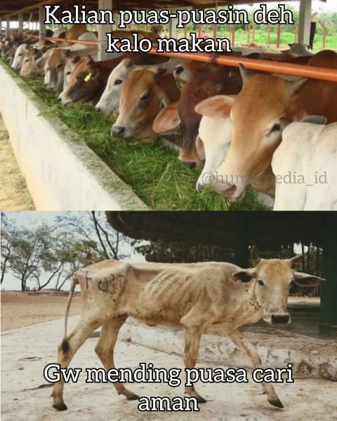 Meme Sapi Kurus