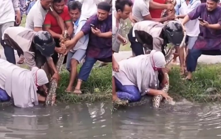 VIRAL Aksi Berani Wanita Tangkap Ular Besar di Parit Layak Dijuluki The Power of Emak emak