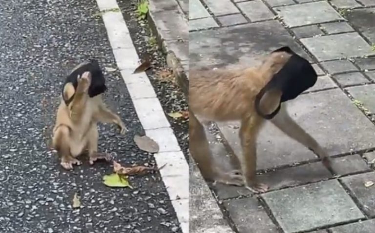 VIRAL Momen Lucu Monyet Pakai Masker di Jalan Netter Auto Sindir Orang yang Abai Prokes