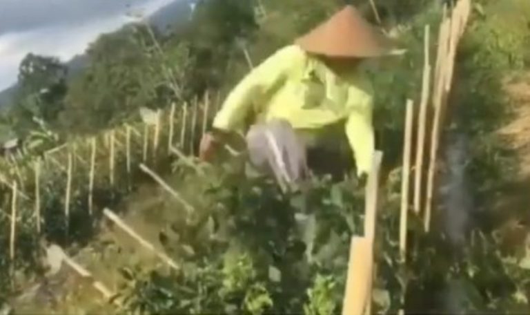 VIRAL Video Petani Rusak Tanaman Cabai di Kebun Gara gara Harga Anjlok