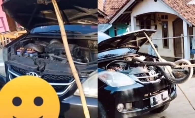 Detik detik Warga Evakuasi Ular Kobra Raksasa yang Sembunyi di Mesin Mobil Ngeri