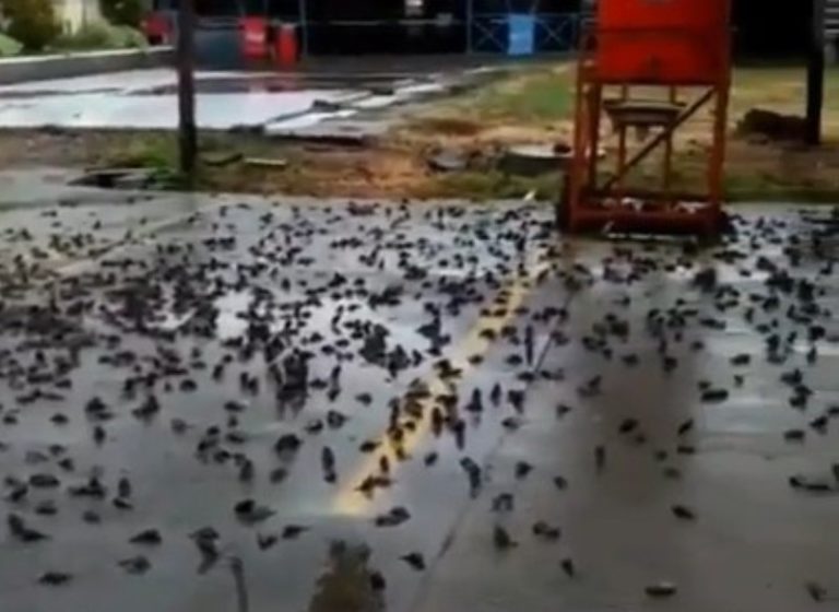 Heboh Fenomena Ratusan Burung Pipit Mati di Kota Cirebon