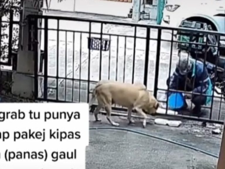 Momen Driver Ojol Dapat Orderan Beri Makan Anjing Pelanggan Totalitas dan Patut Diapresiasi