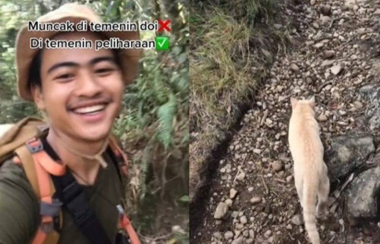 Semangat Banget Begini Momen Kucing Oren Ikut Naik Gunung Bareng Pemuda ini