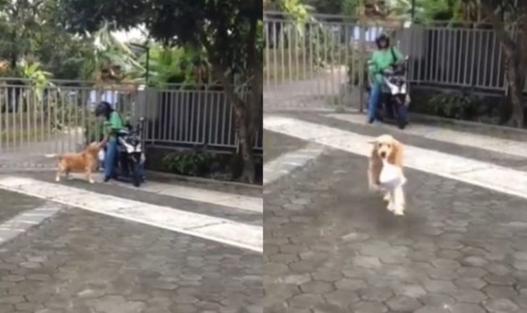 Pintar Banget Anjing Peliharaan Wanta ini Suka Bantu Bawakan Barang Belanjaan
