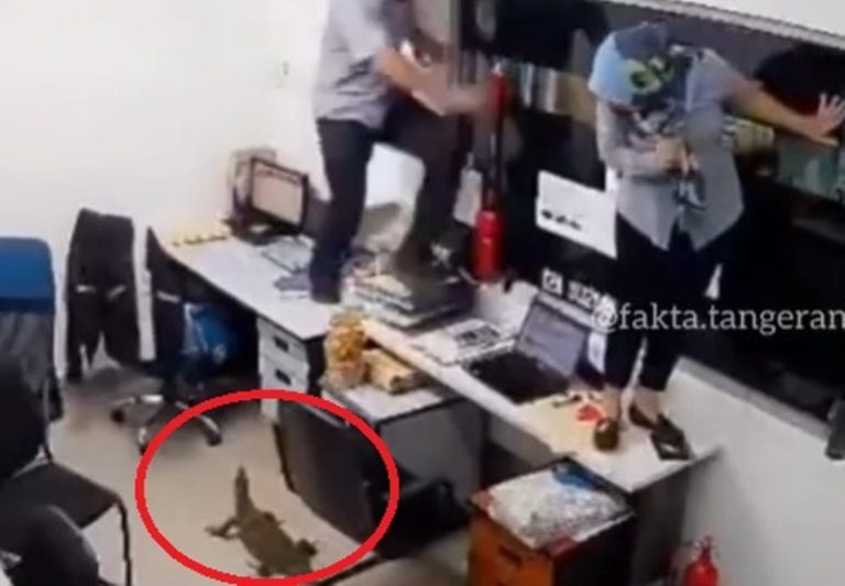 Viral Video Karyawan Panik dan Histeris Gegara Biawak Masuk Kantor Sampai Naik ke Atas Meja