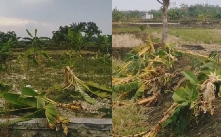 9 Bocah di Lamongan Rusak Pohon Pisang Warga Untuk Tiru Aksi Salam dari Binjai yang Viral