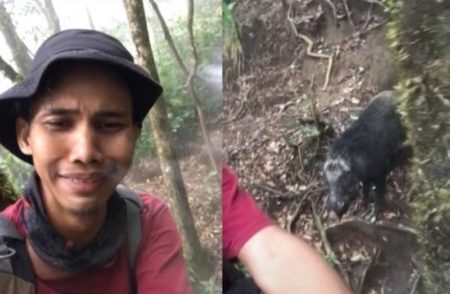 Cowok Bertemu Babi Hutan Saat Mendaki Gunung Auto Ketakutan dan Lakukan Ini
