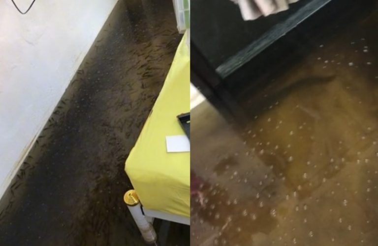 Dilanda Banjir Kamar Wanita ini Mendadak Penuh dengan Ratusan Ikan