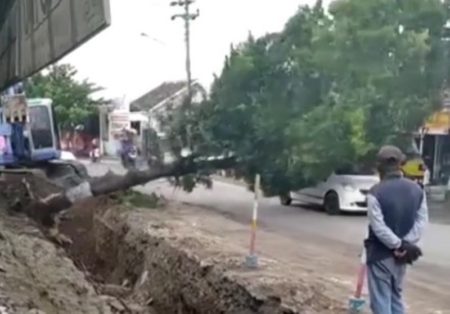 Nekat Nyelonong Mobil Emak emak ini Tertimpa Pohon yang Tengah Dirobohkan