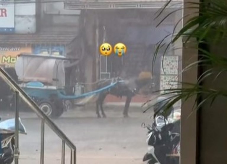VIRAL Kuda Delman Dibiarkan Kehujanan di Jalan, Hanya Bisa Diam dan Nunduk VIRAL Kuda Delman Dibiarkan Kehujanan Hanya Bisa Diam dan Nunduk