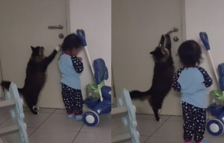 VIRAL Video Aksi Kucing Hitam Berdiri Untuk Bantu Bocah Buka Pintu