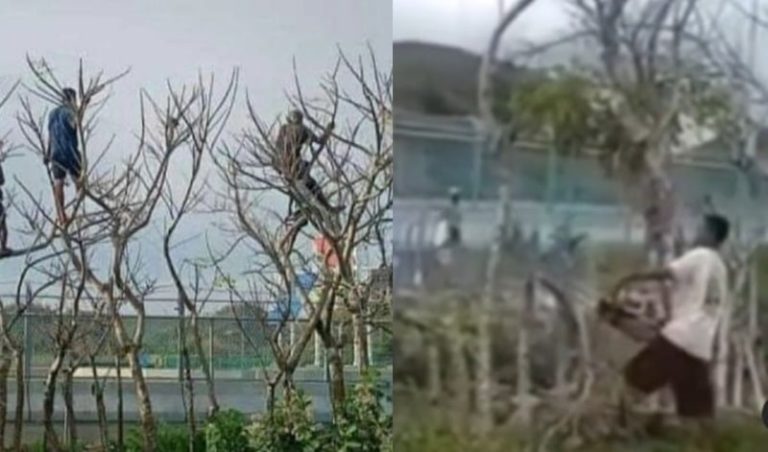 Viral Aksi Warga Panjat Pohon Demi Nonton Balap di Sirkuit Mandalika Kini Pohonnya Ditebang