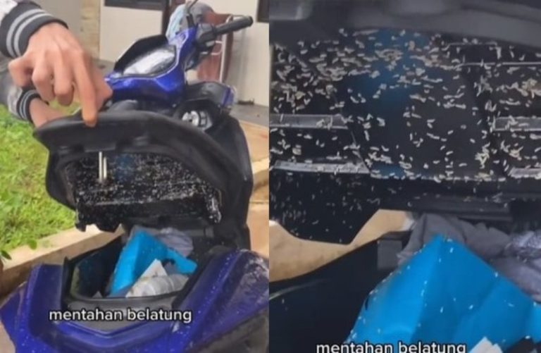 Viral Penampakan Ribuan Belatung di Dalam Bagasi Motor Pria ini Syok Sampai Mau Muntah