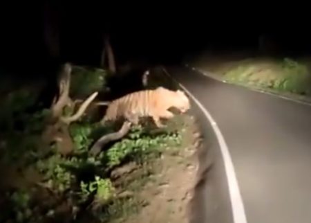 Heboh Video Harimau Melintasi Jalan di Cisaga Begini Penjelasan BKSDA