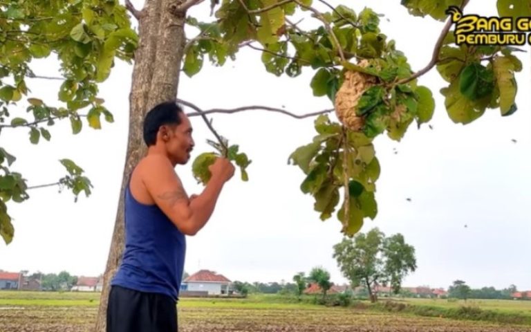 Lebih Ekstrem Pria ini Lakukan Aksi Salam dari Majalengka Tinju Sarang Tawon