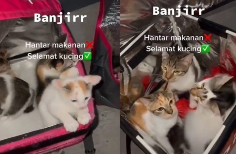 Salut Dua Pengantar Makanan Selamatkan Kucing Jalanan dari Banjir