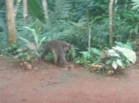 Teror Monyet Diduga Jadi jadian Serang Hewan Ternak di Kiarapayung Warga Sampai Rugi Rp 45 Juta