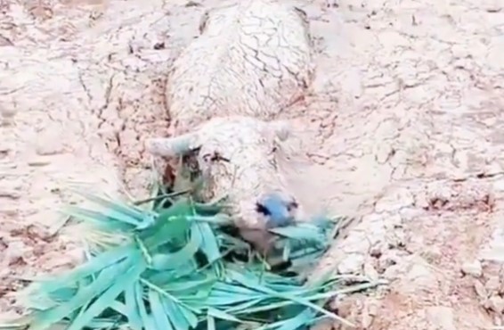 Viral Video Kerbau Selamat dari Erupsi Gunung Semeru Meski Tubuhnya Terkubur Lahar