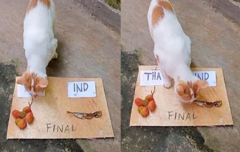 Viral Video Kucing Oren Prediksi Final Piala AFF 2020 Indonesia vs Thailand Begini Hasilnya