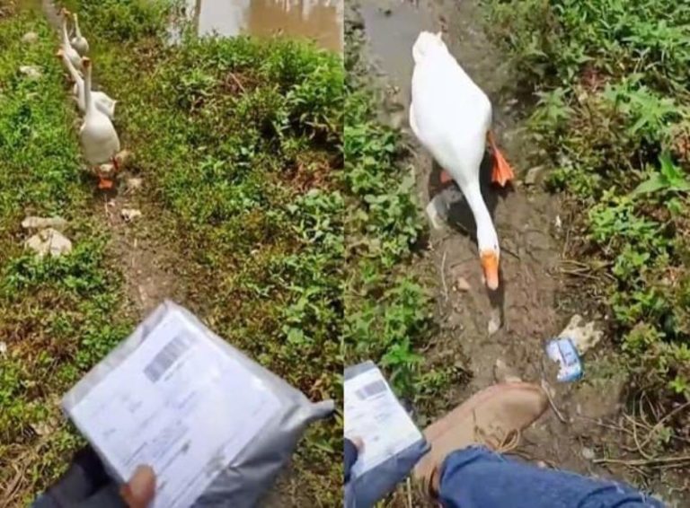 Apes Lagi Antar Paket Kurir Panik Dicegat hingga Disosor Soang di Jalan