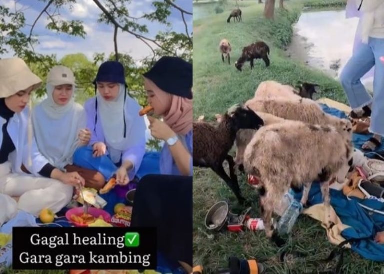 Apes! Niat Mau Piknik Estetik di Pinggir Danau, Cewek-cewek ini Malah Diserbu Kambing Apes Niat Mau Piknik Estetik di Pinggir Danau Cewek cewek ini Malah Diserbu Kambing