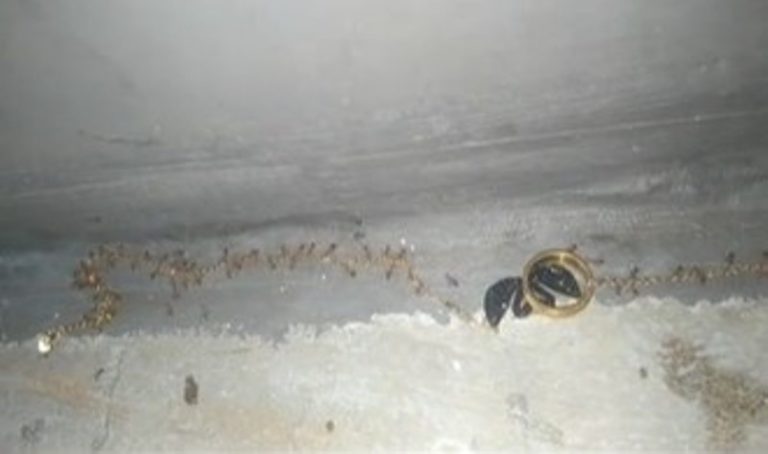 Bikin Heran Bukan Gula Kawanan Semut ini Terciduk Angkut Kalung Emas