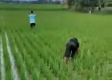 Hindari Razia Polisi Dua Pemuda Spontan Nyamar Jadi Petani Lagi Garap Sawah