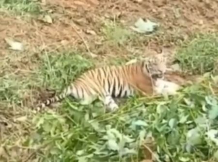 Viral Detik detik Harimau Sumatera Hadang Eskavator yang Hendak Vuka Lahan Baru