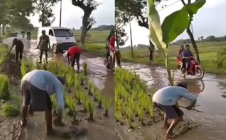 Viral Video Warga Tanam Padi dan Pohon Pisang di Jalan Rusak yang Tak Kunjung Diperbaiki