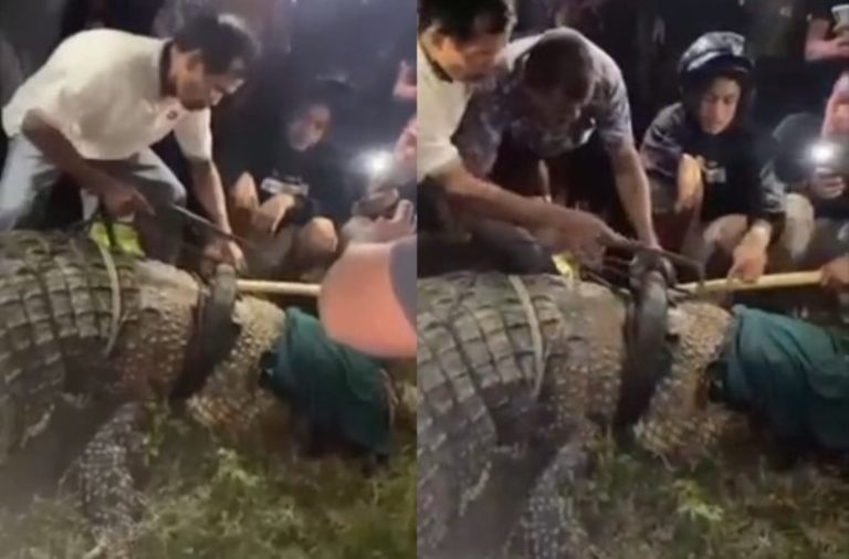Buaya Viral Berkalung Ban di Sungai Palu Akhirnya Tertangkap Warga Buaya Viral Berkalung Ban di Sungai Palu Akhirnya Tertangkap Warga