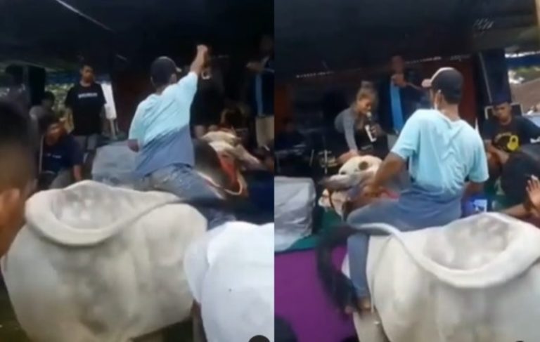 VIRAL Aksi Pria Nyawer Biduan Sambil Naik Sapi Endingnya Bikin Panik