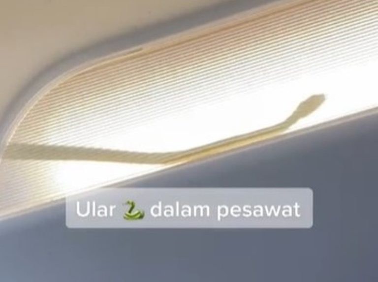 Viral Video Kemunculan Ular di Dalam Kabin Pesawat AirAsia
