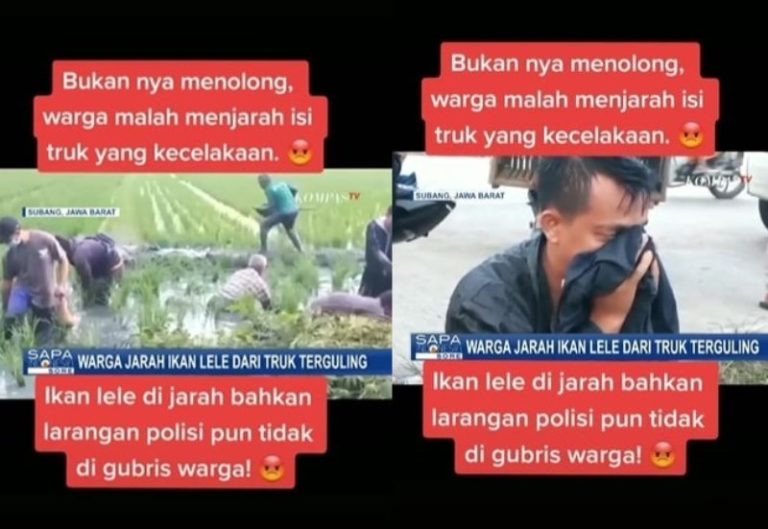 Viral Video Warga Subang Tega Jarah Lele dari Truk yang Terguling Sopir Cuma Bisa Pasrah