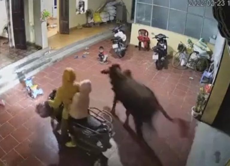 Warga Auto Kocar kacir Seekor Sapi Masuk Rumah Hingga Nyaris Seruduk Bocil