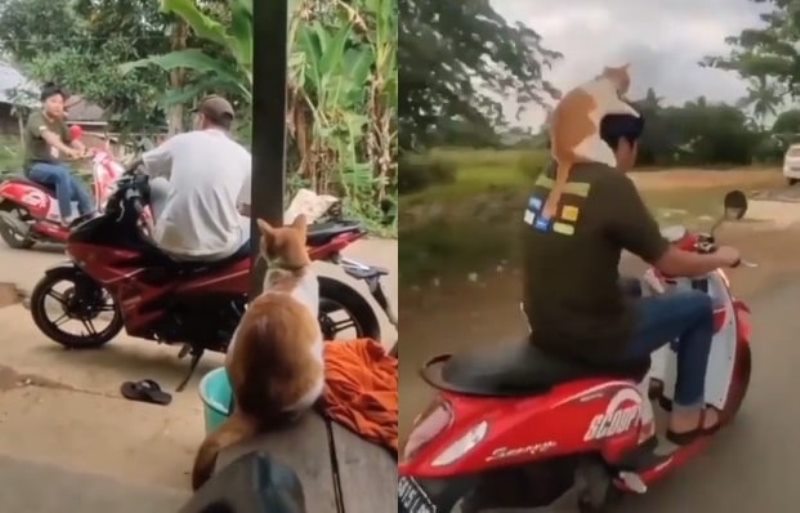 Momen Lucu Pemotor Jemput Kucing Oren yang Lagi Nongkrong di Warung Bikin Gemes