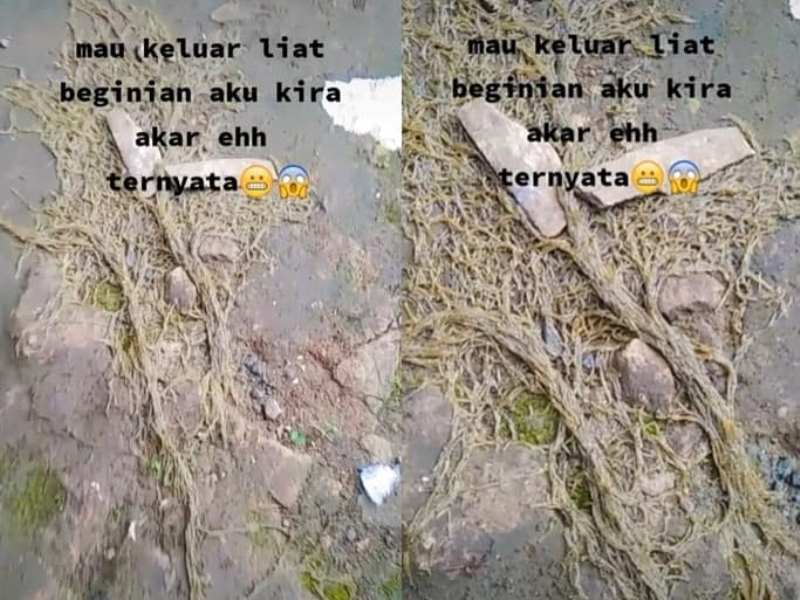 VIRAL Video Wanita Kaget Lihat Penampakan Ribuan Hewan ini di Tanah Sempat Dikira Akar Pohon