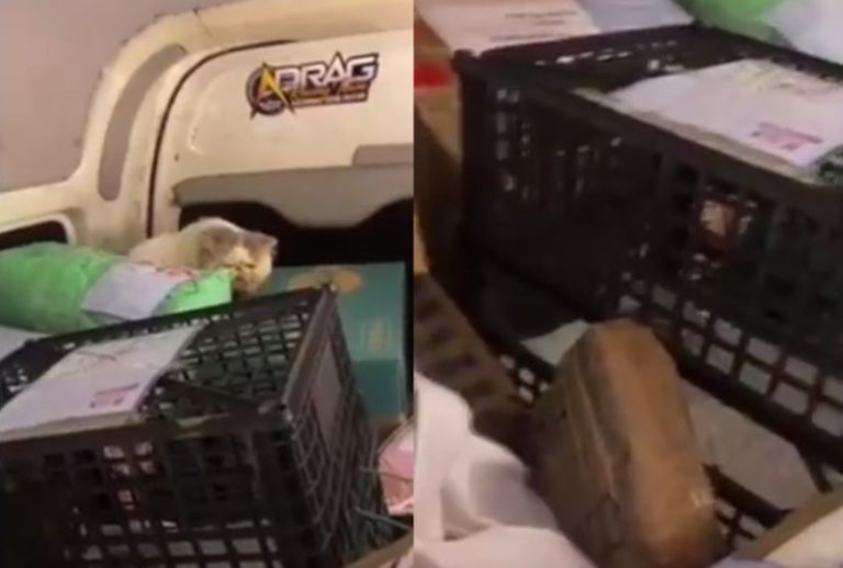 Viral Video Kocak Kurir Ngomel ngomel Gegara Paket Kucing Lepas di Mobil Woy Meong