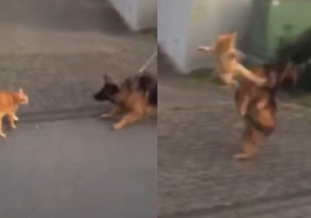 Bak Pendekar Kung Fu Kucing Oren ini Berani Tendang Wajah Anjing