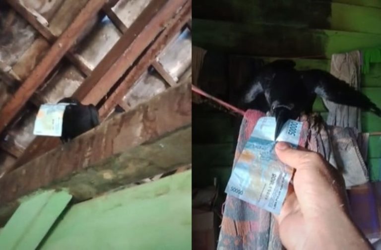 Heran Burung Gagak ini Bawa Uang Rp 50 Ribu saat Pulang ke Rumah Pemiliknya