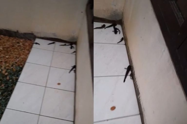 Viral Gerombolan Ikan Keluar dari Kolam Lalu Nongkrong di Teras Rumah Kok Bisa