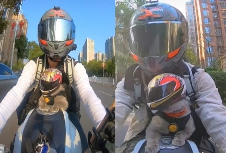 Viral Momen Kucing Pakai Helm Saat Diajak Pemilik Naik Motor Sikap Antengnya Bikin Gemas