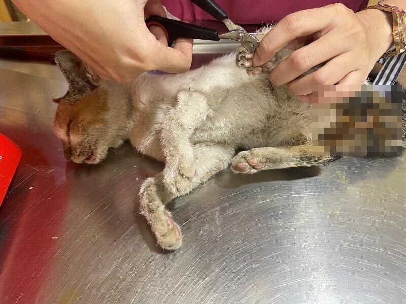 Biadab Tukang Tambal Ban Tega Siksa dan Sodomi Kucing Ada yang Sampai Mati