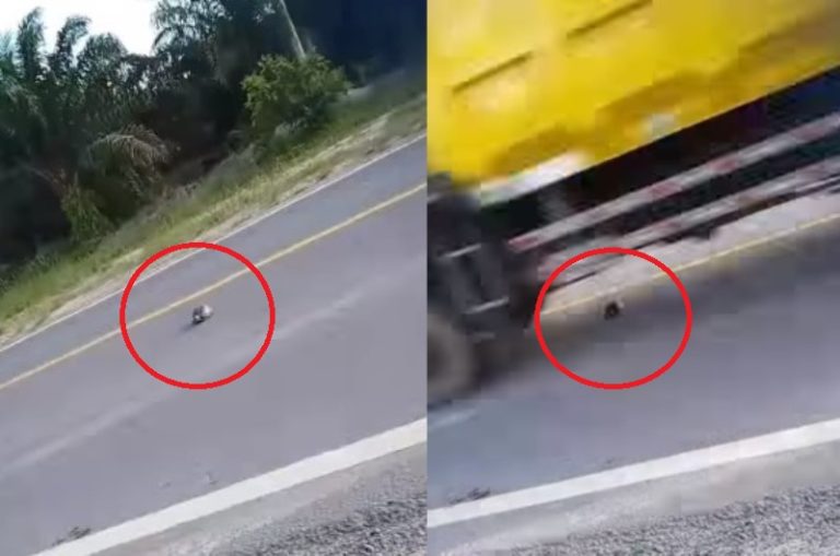 Detik detik Kura kura Nyebrang Jalan dan Nyaris Terlindas Truk Pria ini Malah Sibuk Merekam