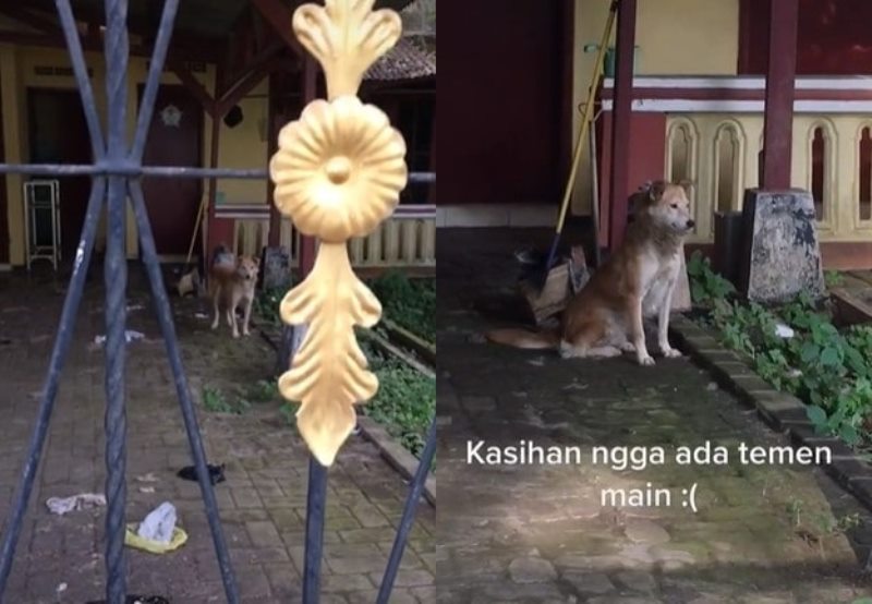 Sedih Seekor Anjing Ditinggal Sendirian Oleh Pemiliknya di Rumah Kosong Kondisinya Tak Terurus