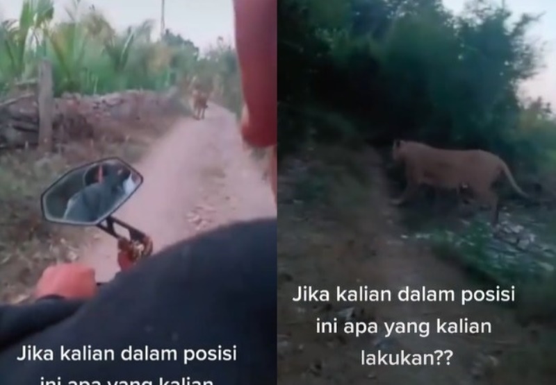 VIRAL Detik detik Pengendara Motor Papasan dengan Macan di Jalan Setapak Endingnya Bikin Plong