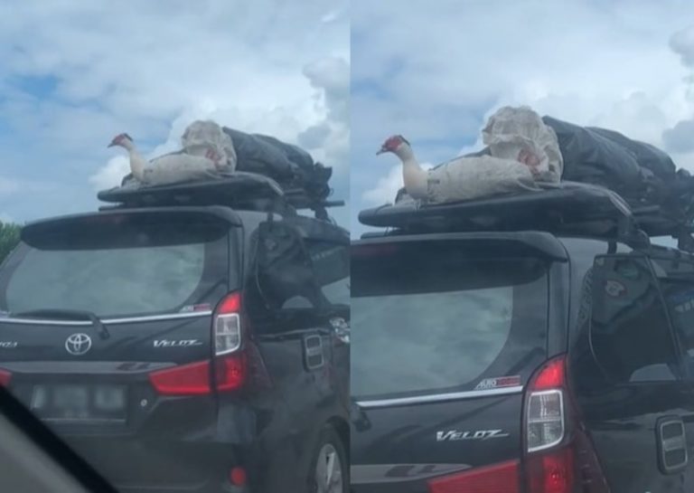 Viral Pengemudi Angkut Bebek Hidup di Atas Mobil Oleh oleh Pulang Mudik