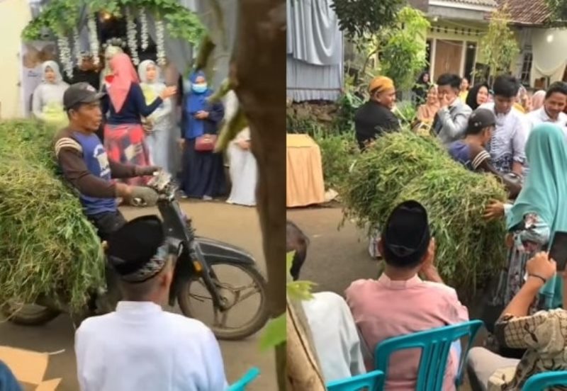 Viral Video Bapak bapak Angkut Rumput Nekat Terobos Rombongan Pengantin Pria